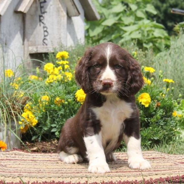 Ricky, English Springer Spaniel Puppy