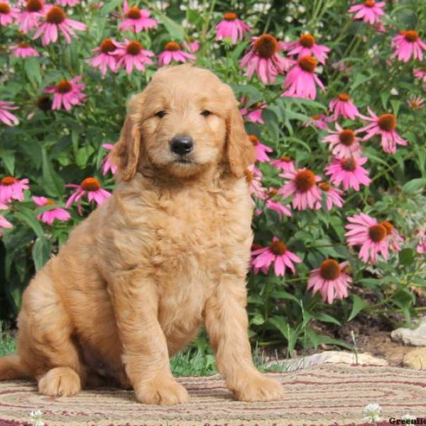 Ricky, Goldendoodle Puppy