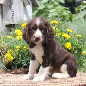 Ricky, English Springer Spaniel Puppy