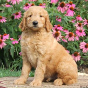 Ricky, Goldendoodle Puppy