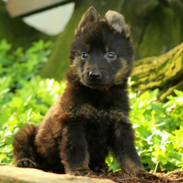 Riley, German Shepherd Puppy