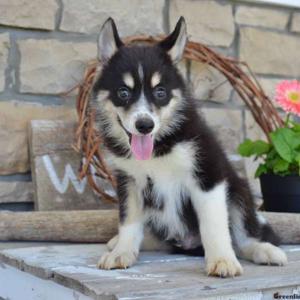 Riley, Pomsky Puppy