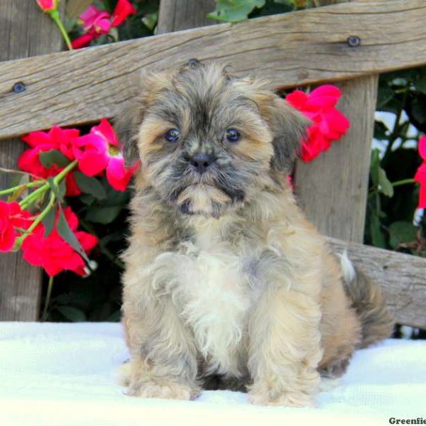 Riley, Shichon / Teddy Bear Puppy