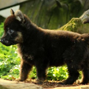 Riley, German Shepherd Puppy