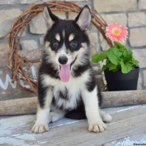 Riley, Pomsky Puppy