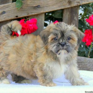 Riley, Shichon / Teddy Bear Puppy