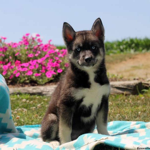 Rita, Pomsky Puppy