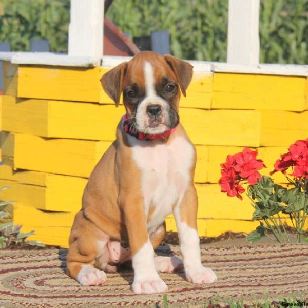 Rita, Boxer Puppy