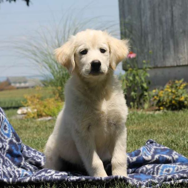 Rita, Golden Retriever Mix Puppy