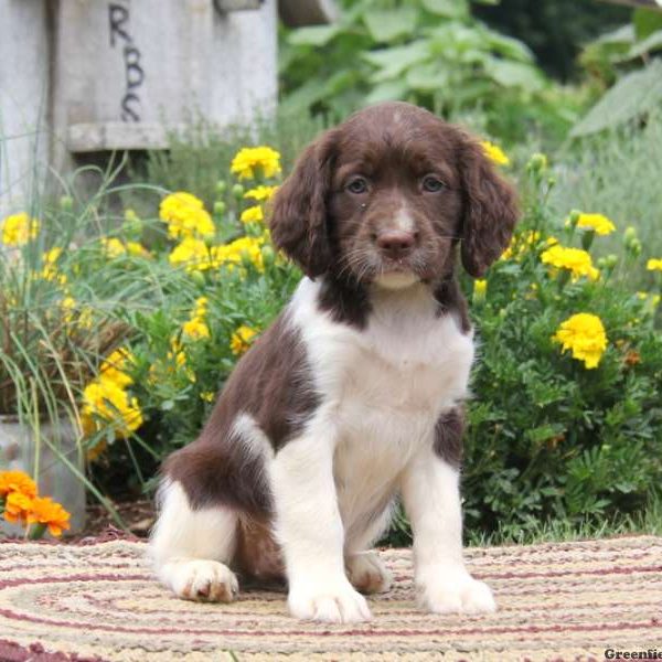 Rita, English Springer Spaniel Puppy