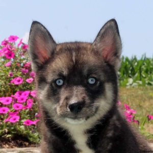 Rita, Pomsky Puppy