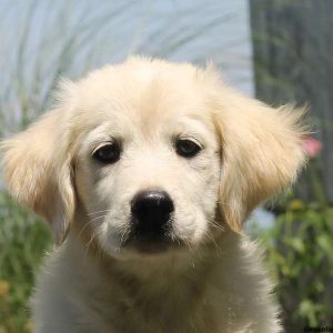 Rita, Golden Retriever Mix Puppy