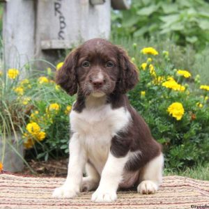 Rita, English Springer Spaniel Puppy