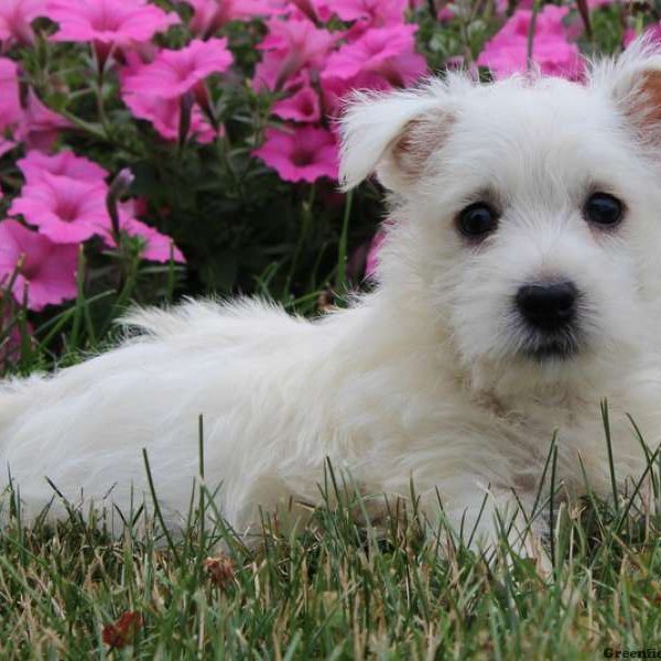 Robert, West Highland Terrier Puppy