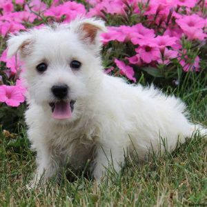 Robert, West Highland Terrier Puppy