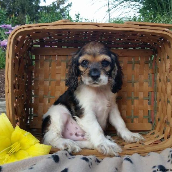 Rocco, Cocker Spaniel Puppy