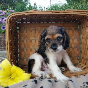 Rocco, Cocker Spaniel Puppy