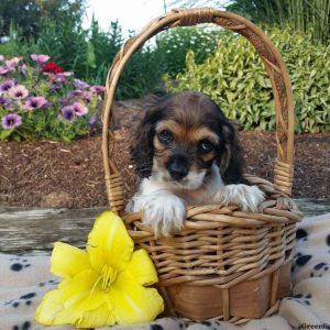 Rocco, Cocker Spaniel Puppy