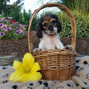 Rocco, Cocker Spaniel Puppy