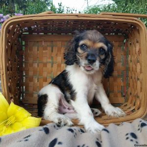 Rocco, Cocker Spaniel Puppy