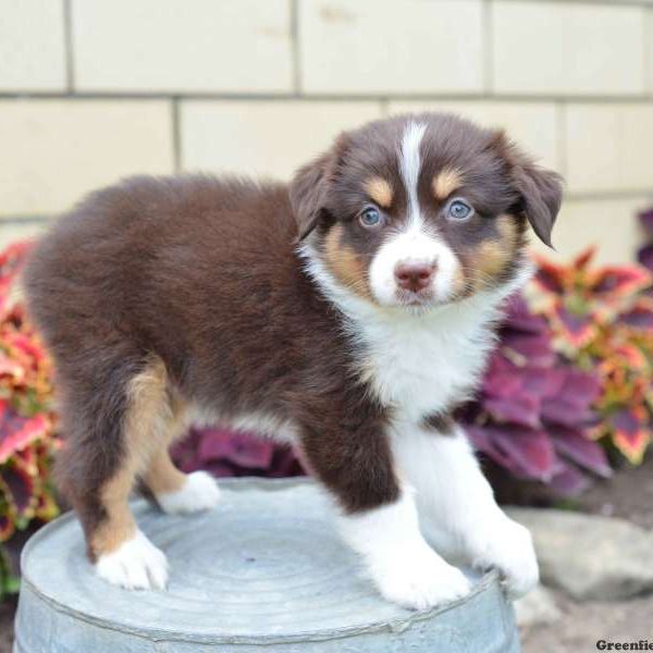 Rochelle, Australian Shepherd Puppy