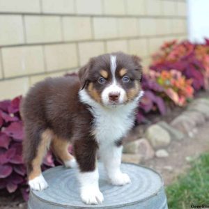 Rochelle, Australian Shepherd Puppy