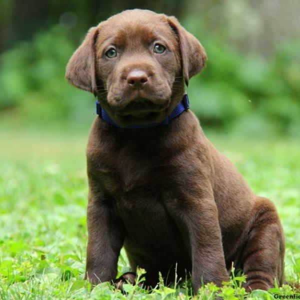 Rocket, Labrador Retriever-Chocolate Puppy