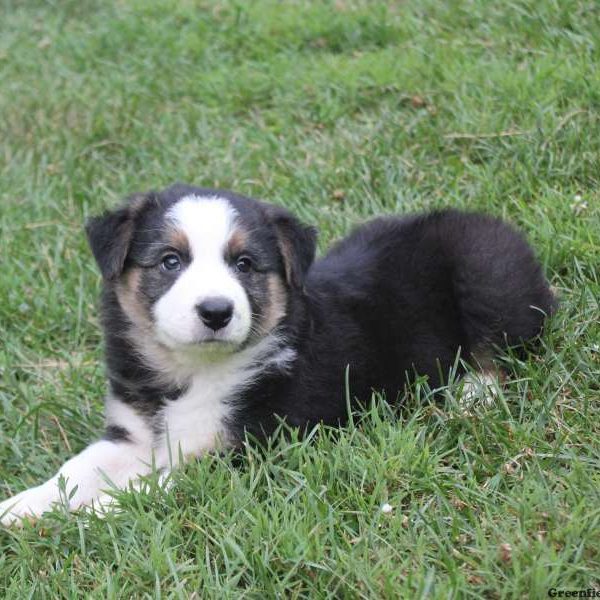 Rocket, Border Collie Puppy