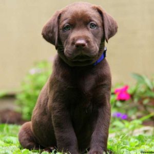 Rocket, Labrador Retriever-Chocolate Puppy