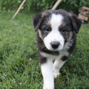 Rocket, Border Collie Puppy