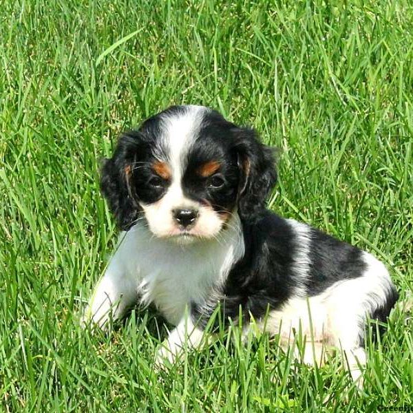 Rocky, Cavalier King Charles Spaniel Puppy