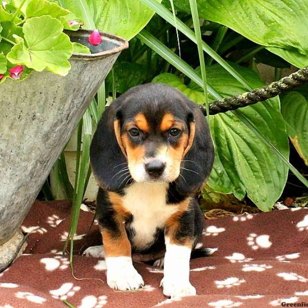 Rocky, Beagle Puppy