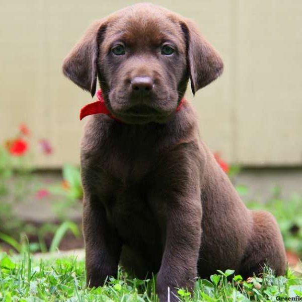 Rocky, Labrador Retriever-Chocolate Puppy