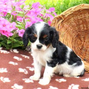 Rocky, Cavalier King Charles Spaniel Puppy