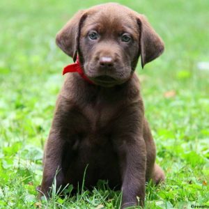 Rocky, Labrador Retriever-Chocolate Puppy