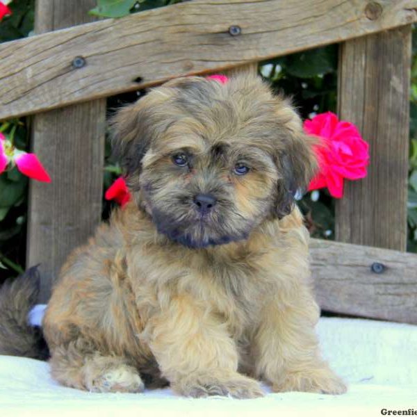 Rodger, Shichon / Teddy Bear Puppy