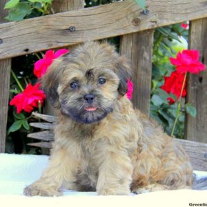 Rodger, Shichon / Teddy Bear Puppy