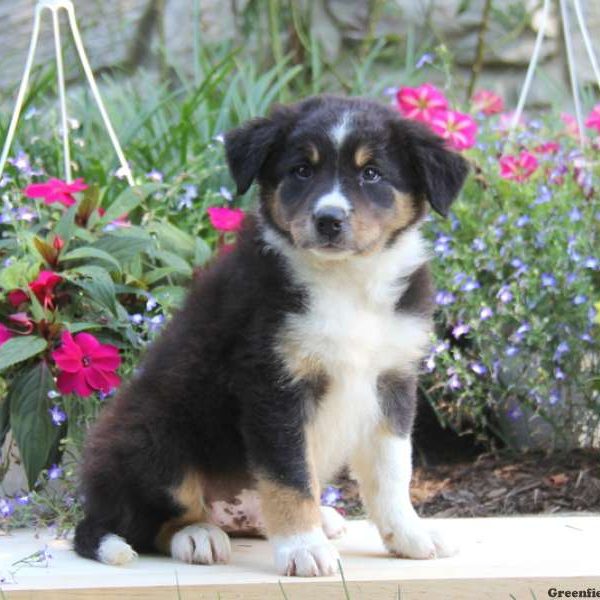 Roger, Border Collie Puppy