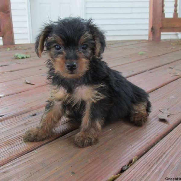 Roger, Yorkshire Terrier Puppy