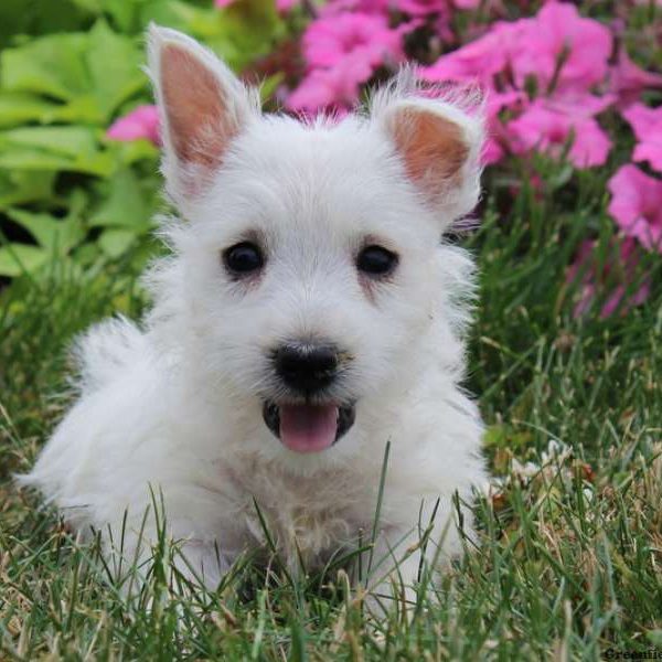 Roger, West Highland Terrier Puppy