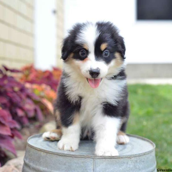 Roger, Australian Shepherd Puppy