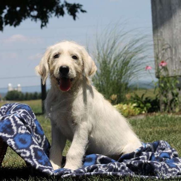 Roger, Golden Retriever Mix Puppy