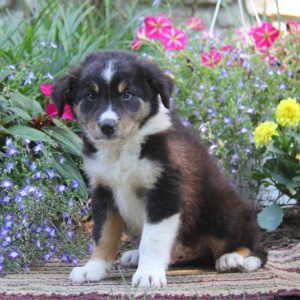 Roger, Border Collie Puppy