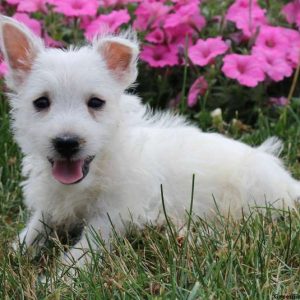 Roger, West Highland Terrier Puppy