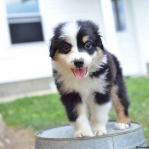 Roger, Australian Shepherd Puppy