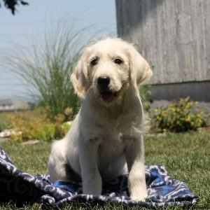 Roger, Golden Retriever Mix Puppy