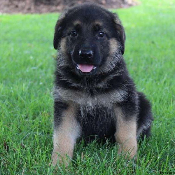 Rolanda Joy, German Shepherd Puppy