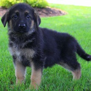 Rolanda Joy, German Shepherd Puppy