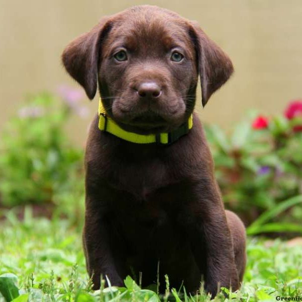 Rolex, Labrador Retriever-Chocolate Puppy