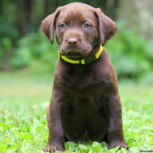 Rolex, Labrador Retriever-Chocolate Puppy